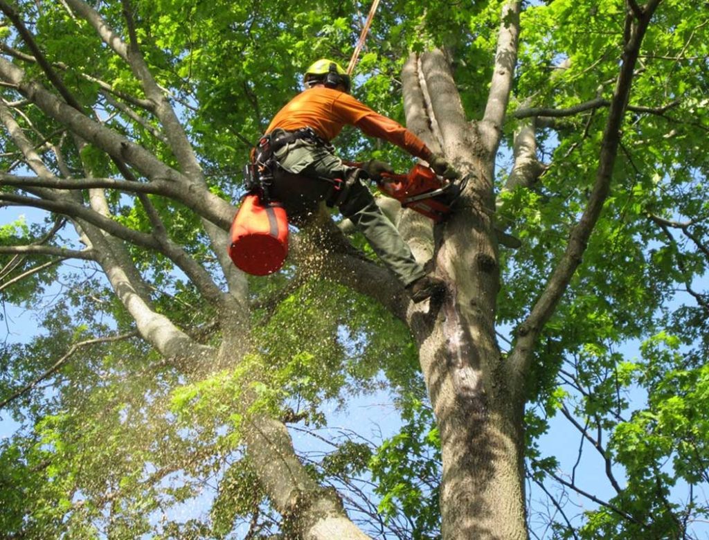 Tree Trimming